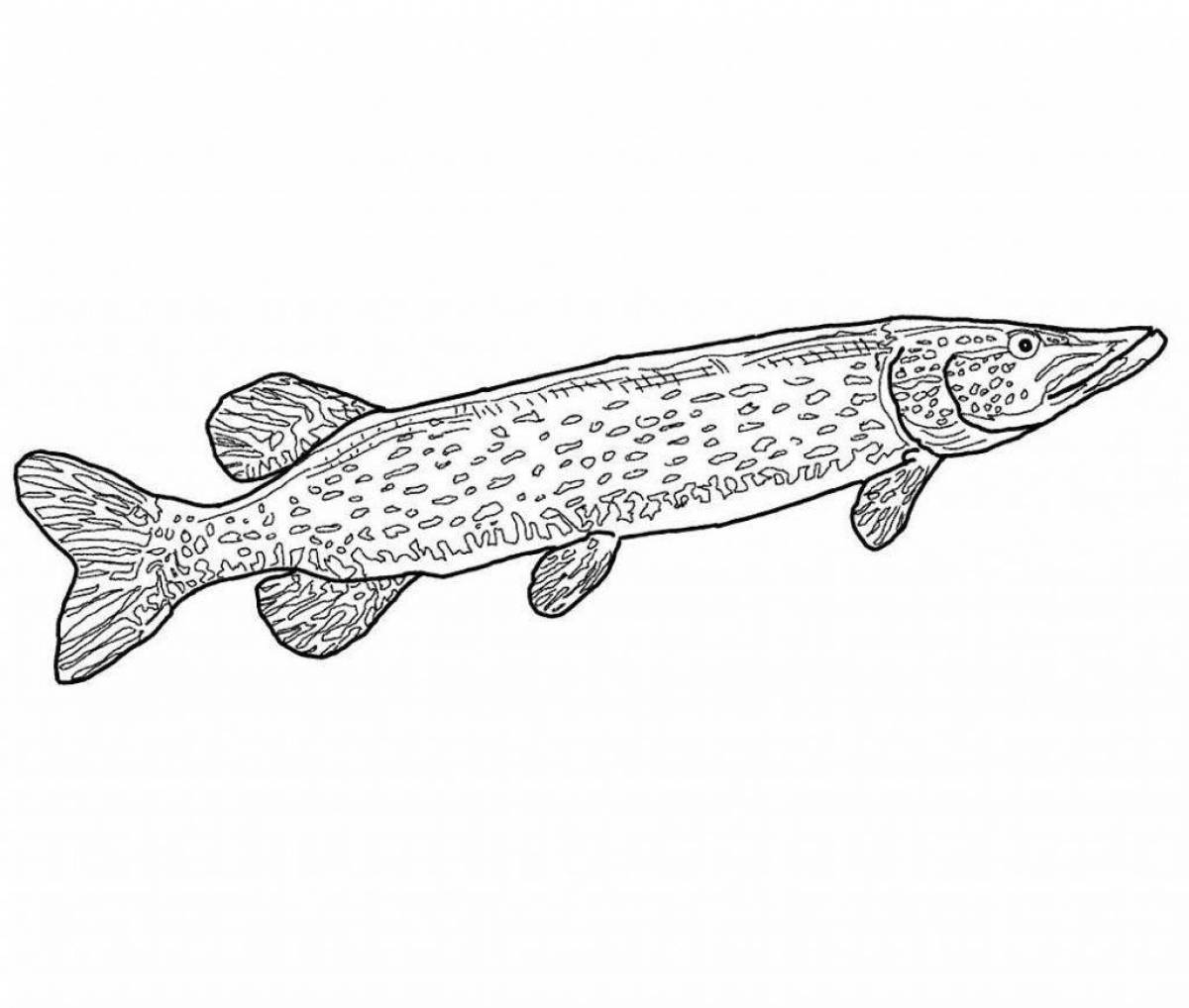 Coloring pike for the little ones