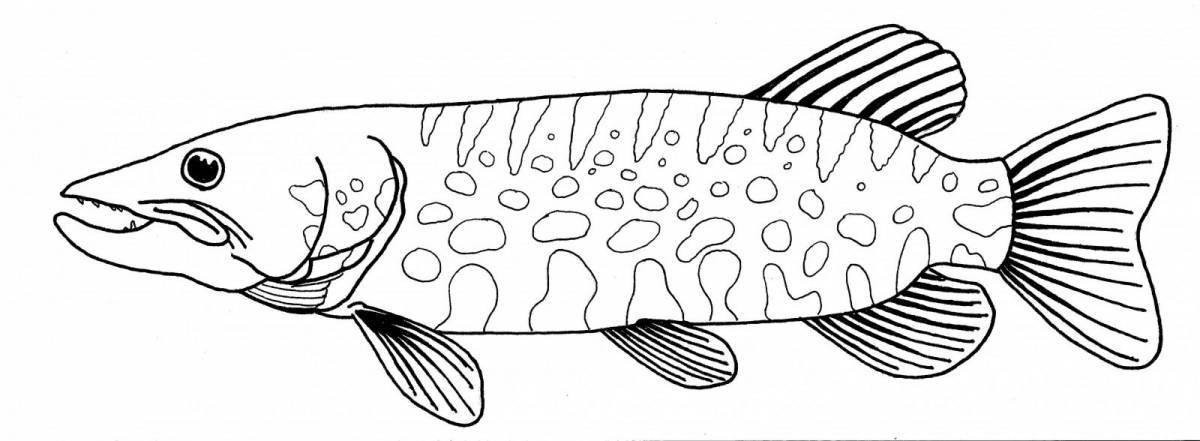 Gorgeous pike coloring page for students