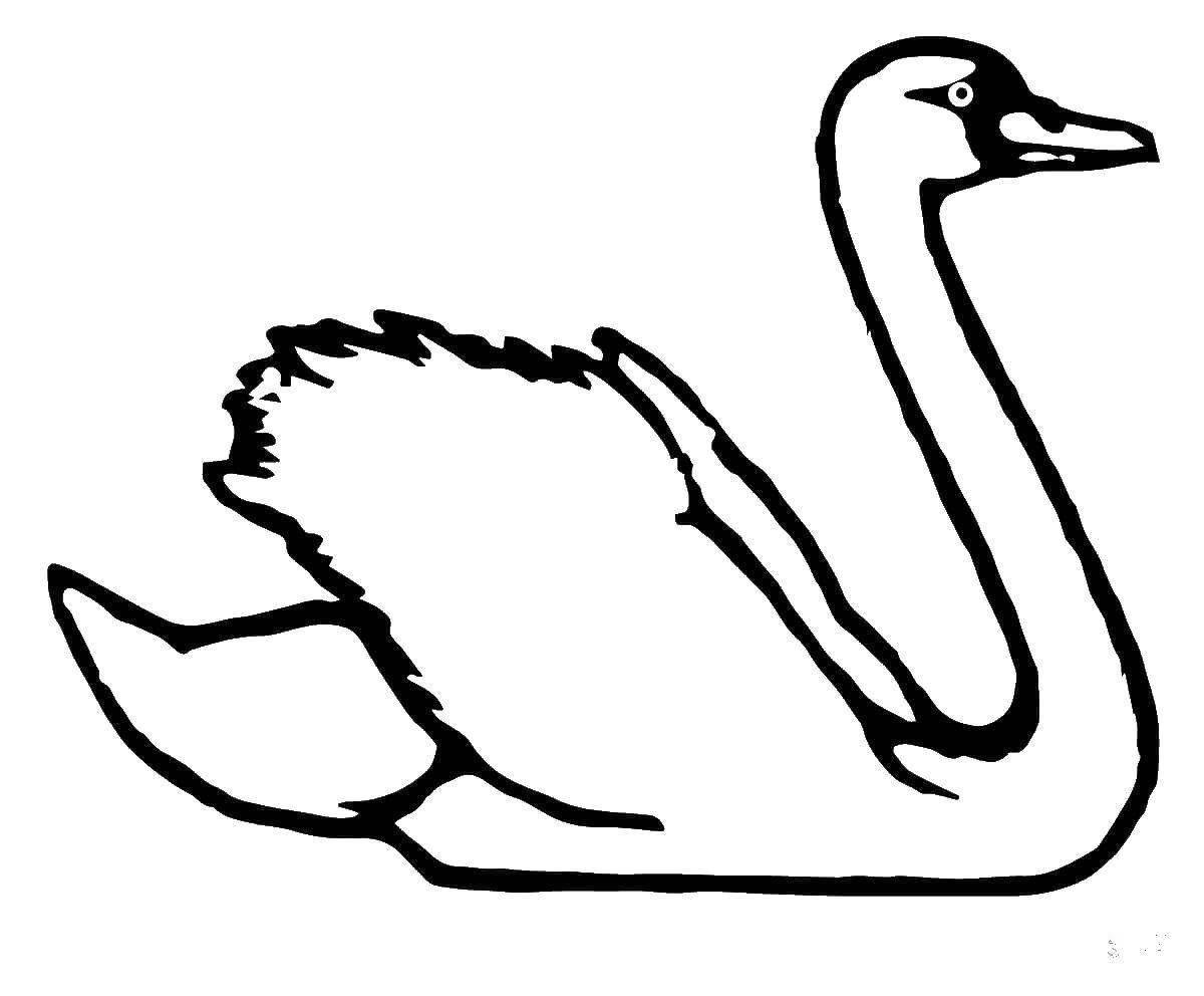 Раскраска лучезарный лебедь для детей