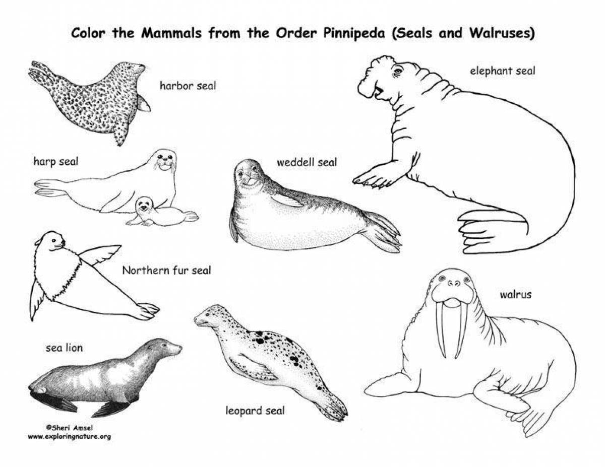Coloring book ferocious arctic seal
