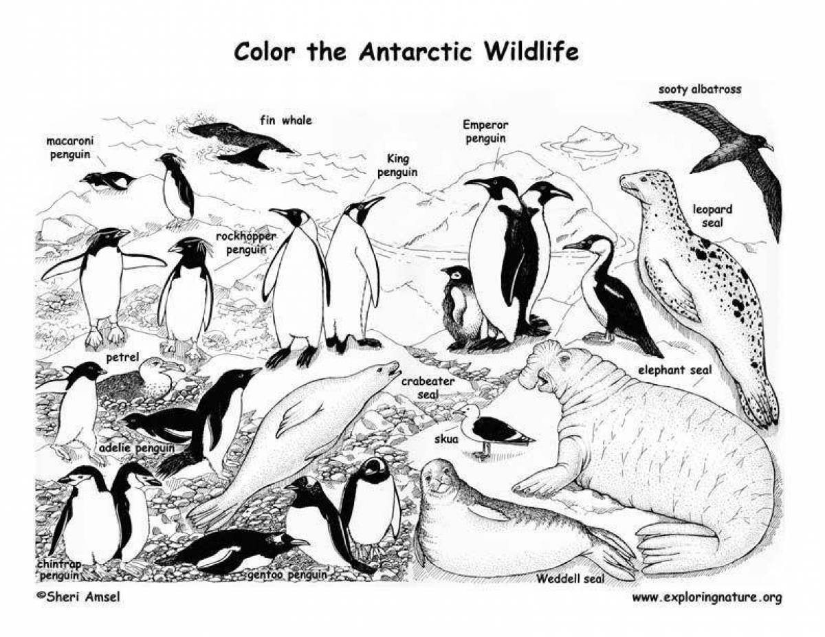 Majestic arctic walrus coloring page