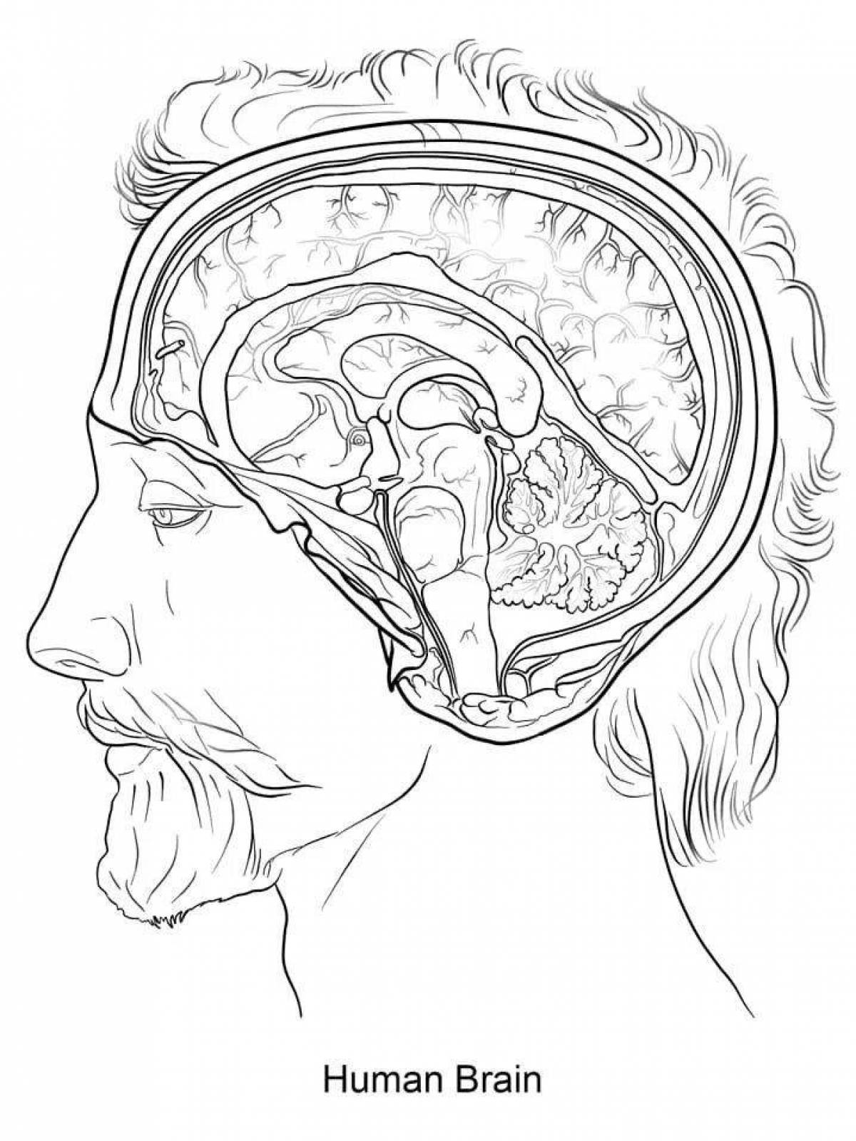 Complex anatomy of a coloring page