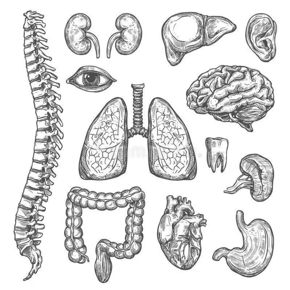 Charming anatomy coloring page
