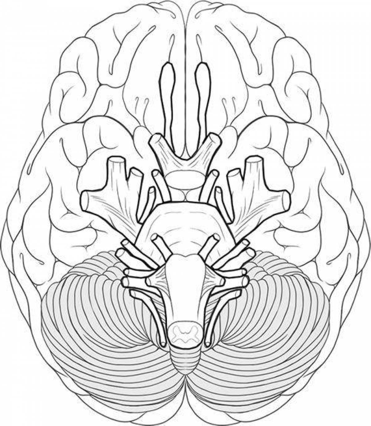 Dazzling anatomy coloring page