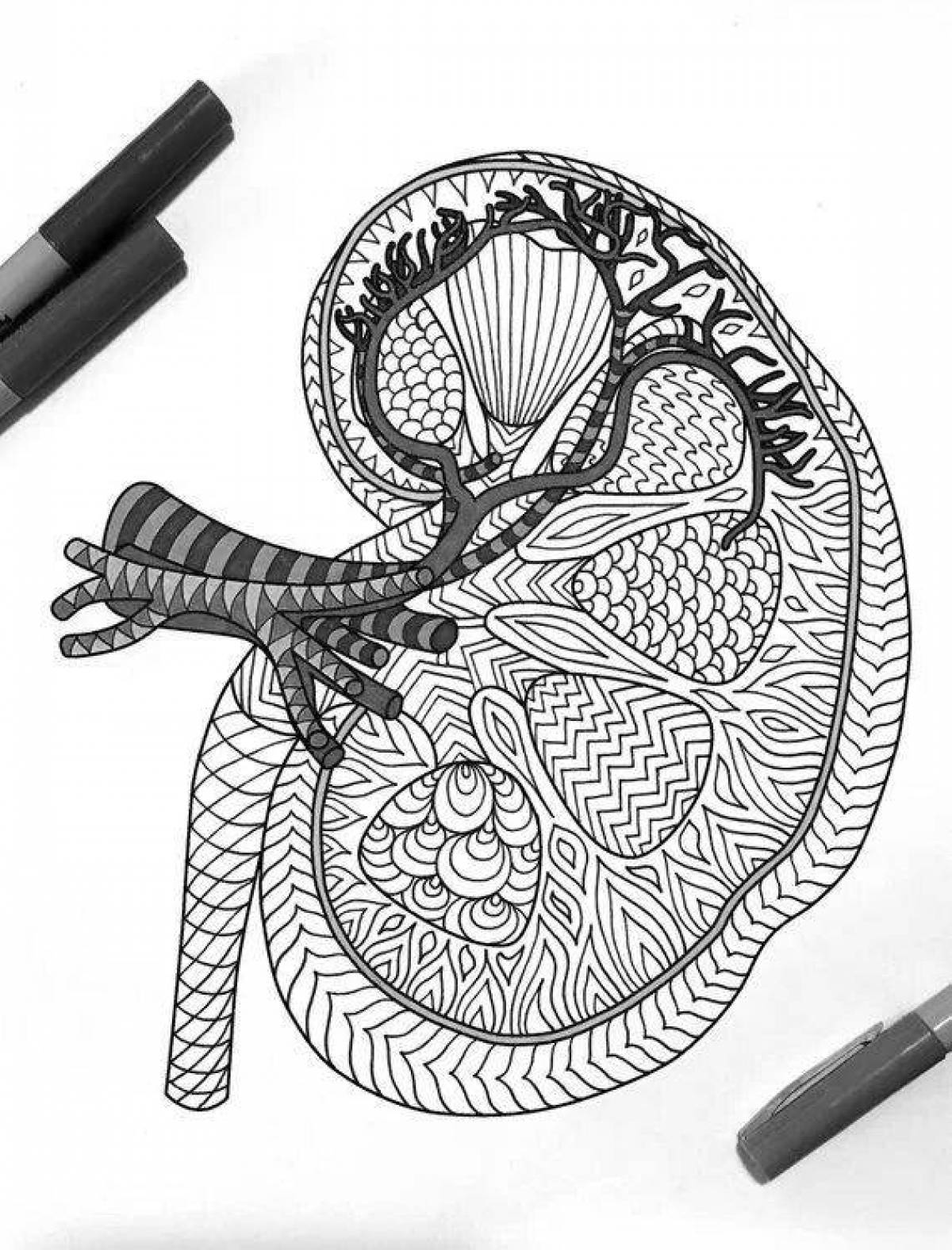 Live coloring page anatomy