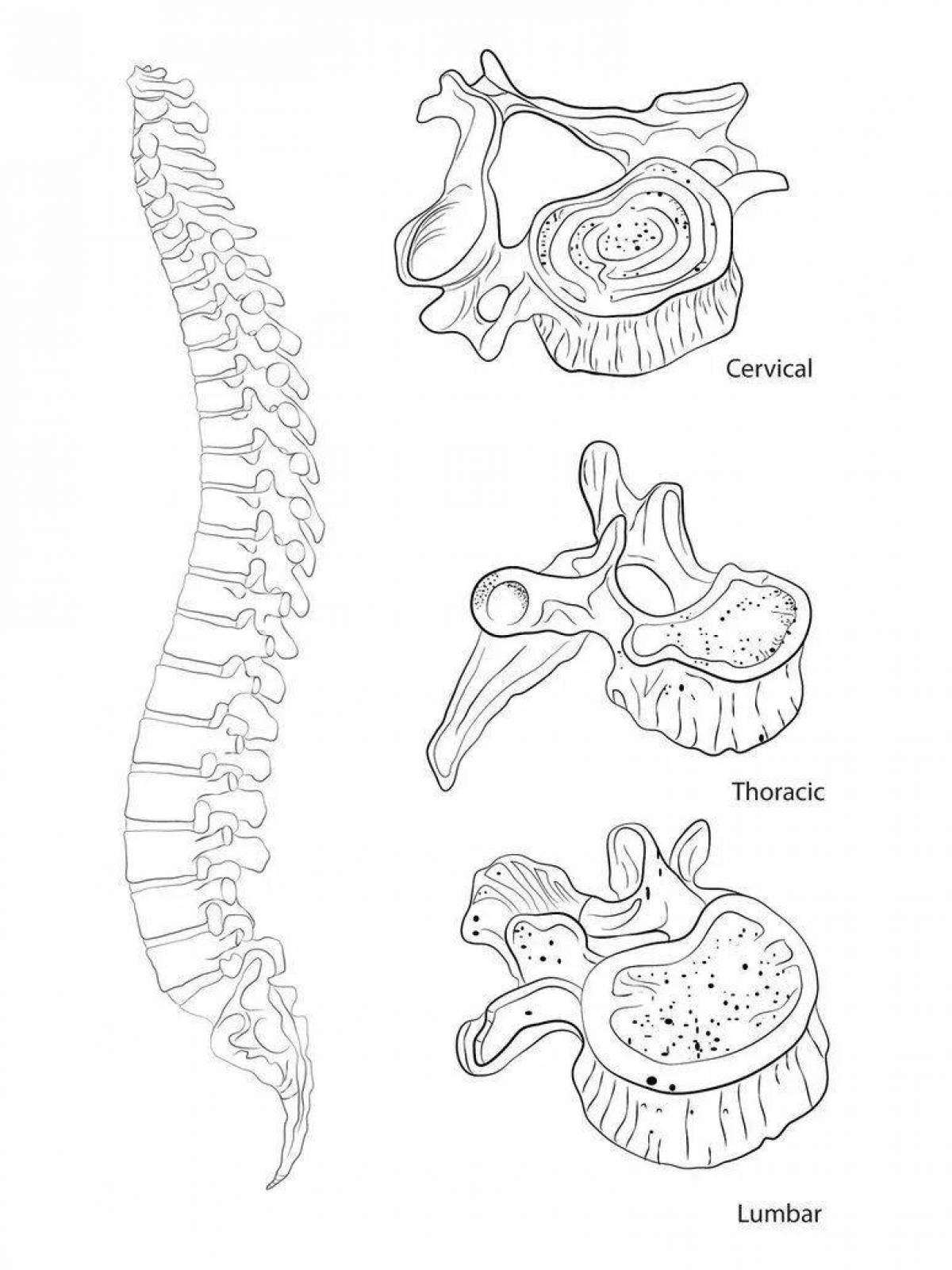 Stimulated coloring page anatomy