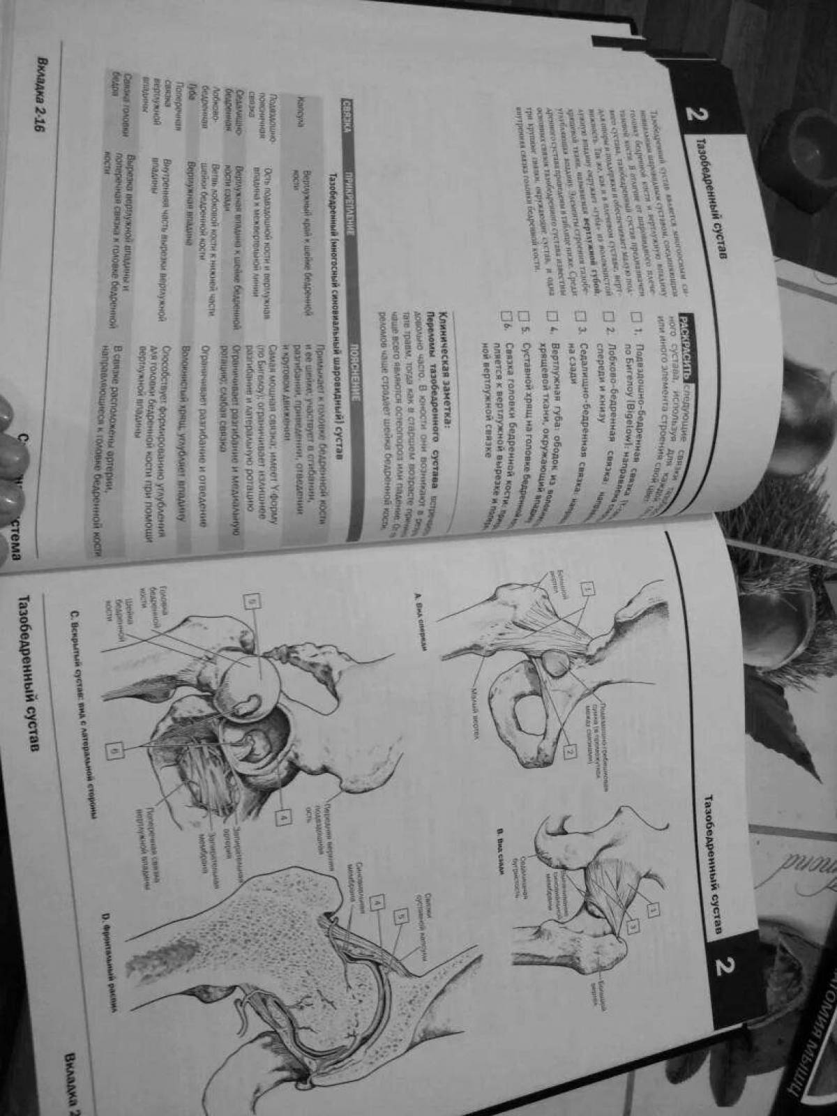 Fun coloring book of Netter's Anatomy Atlas