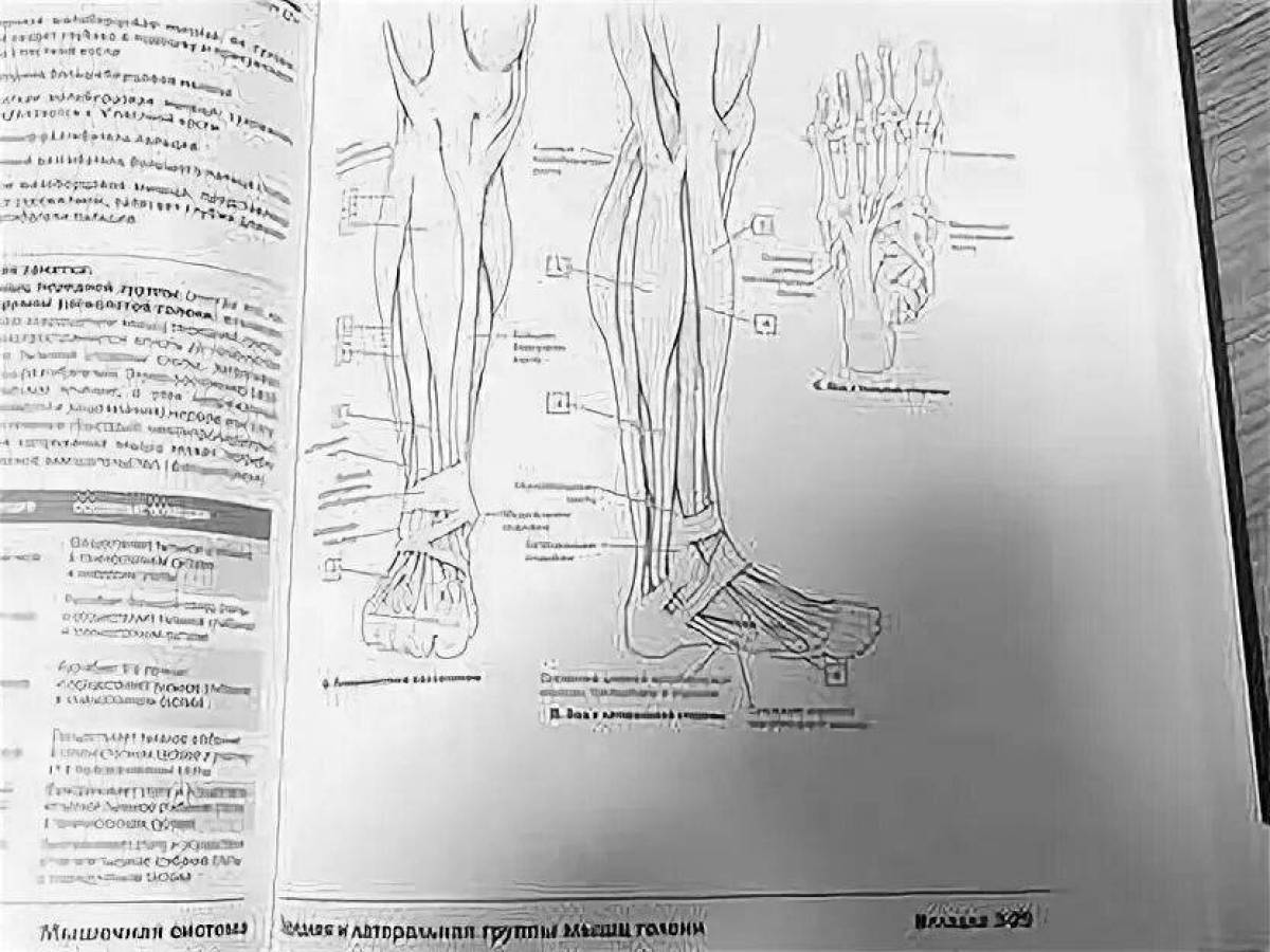 Tempting netter anatomy atlas coloring page