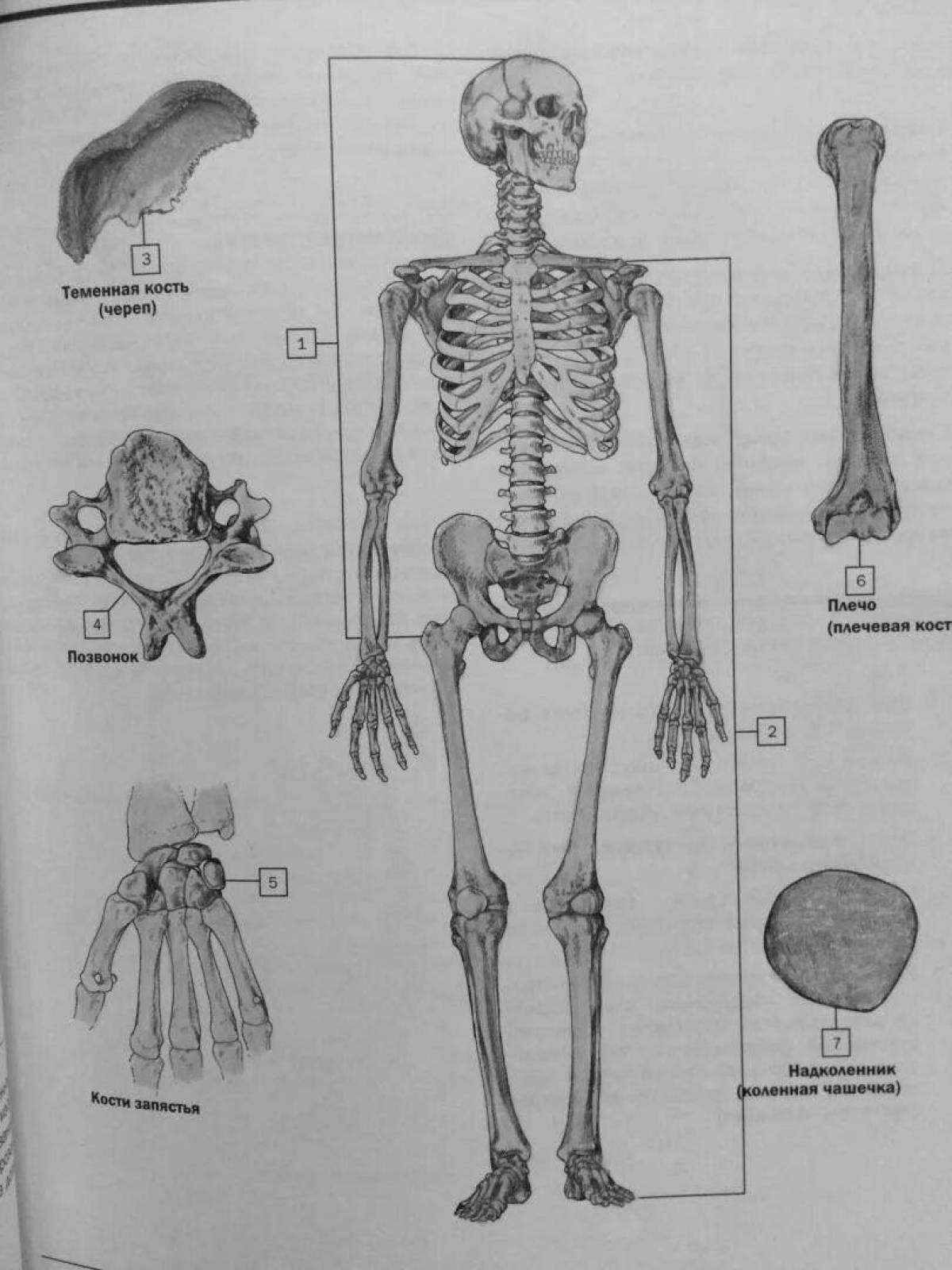 Coloring book Splendid netter's anatomy atlas
