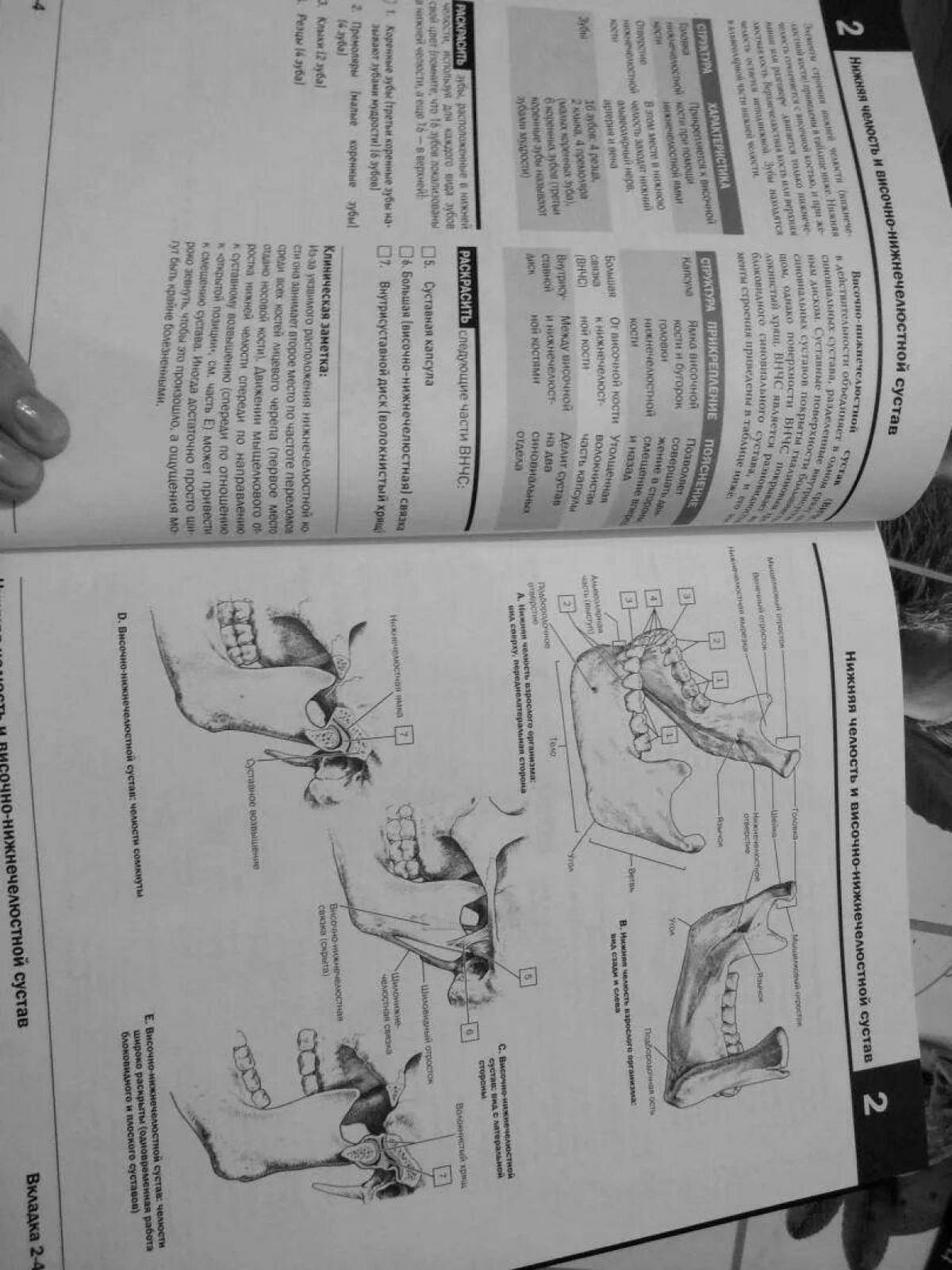 Genius Netter Anatomy Atlas Coloring Page