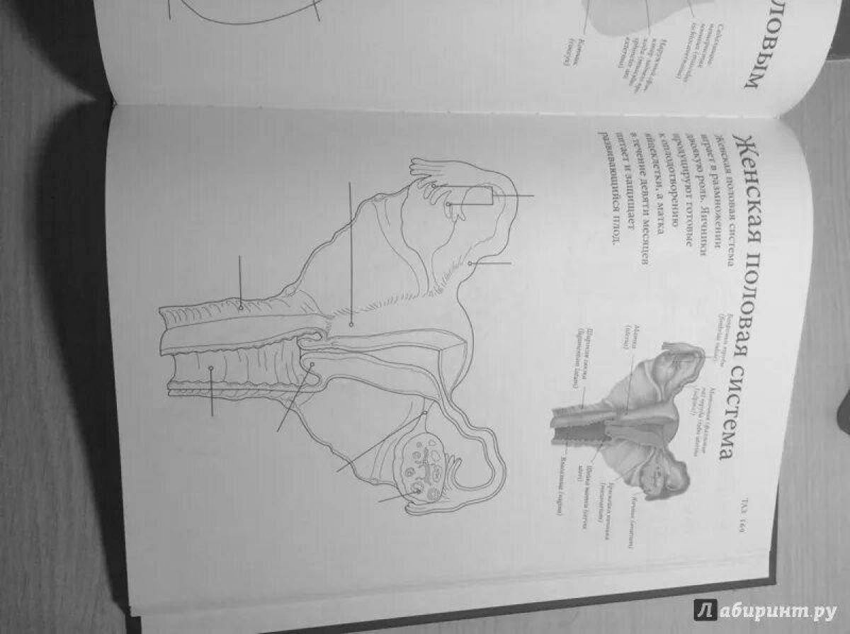 Coloring book atlas of the miraculous netter's anatomy