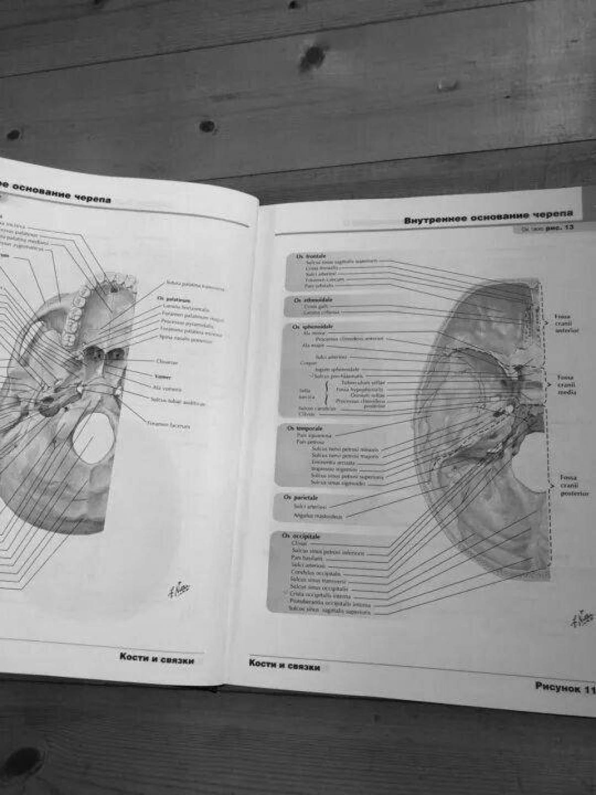 Coloring book atlas of anatomy by artist netter