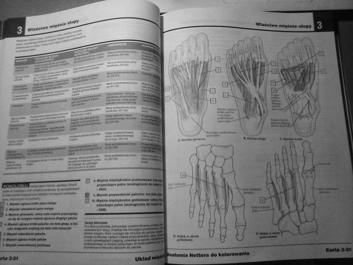 Coloring book atlas of anatomy refined netter