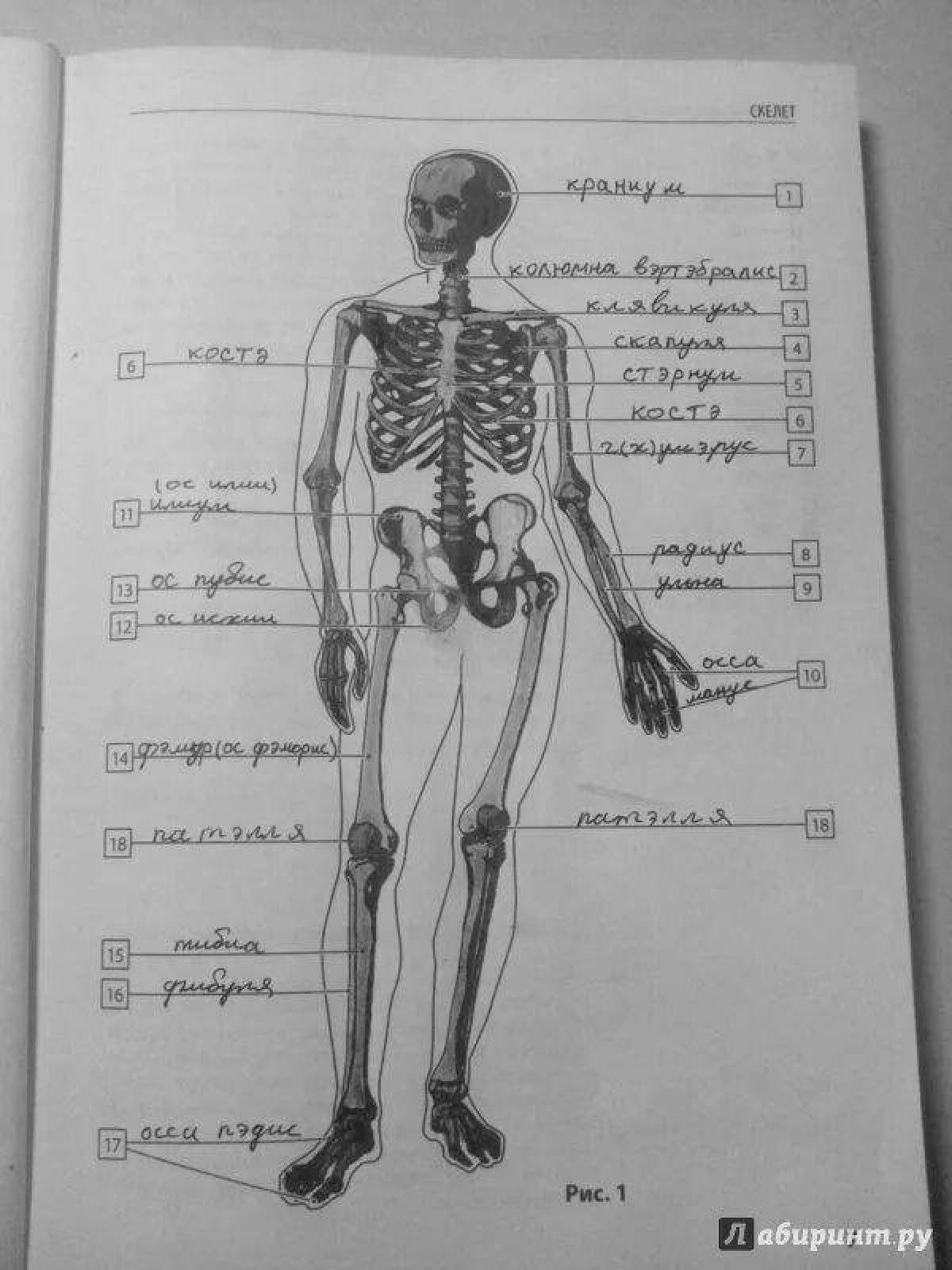 Coloring book atlas of anatomy of netter's complex