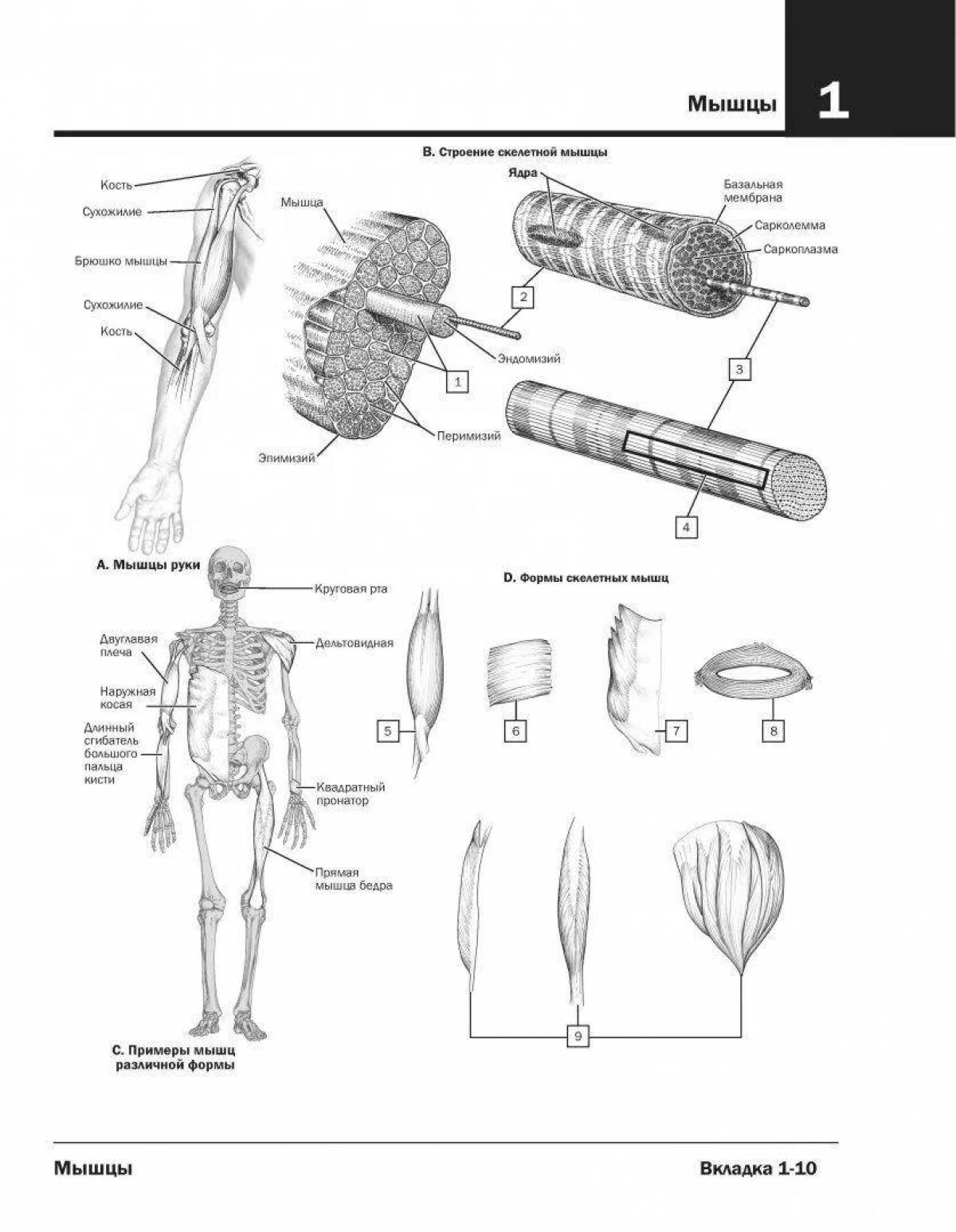 Netter's intriguing anatomy atlas coloring book