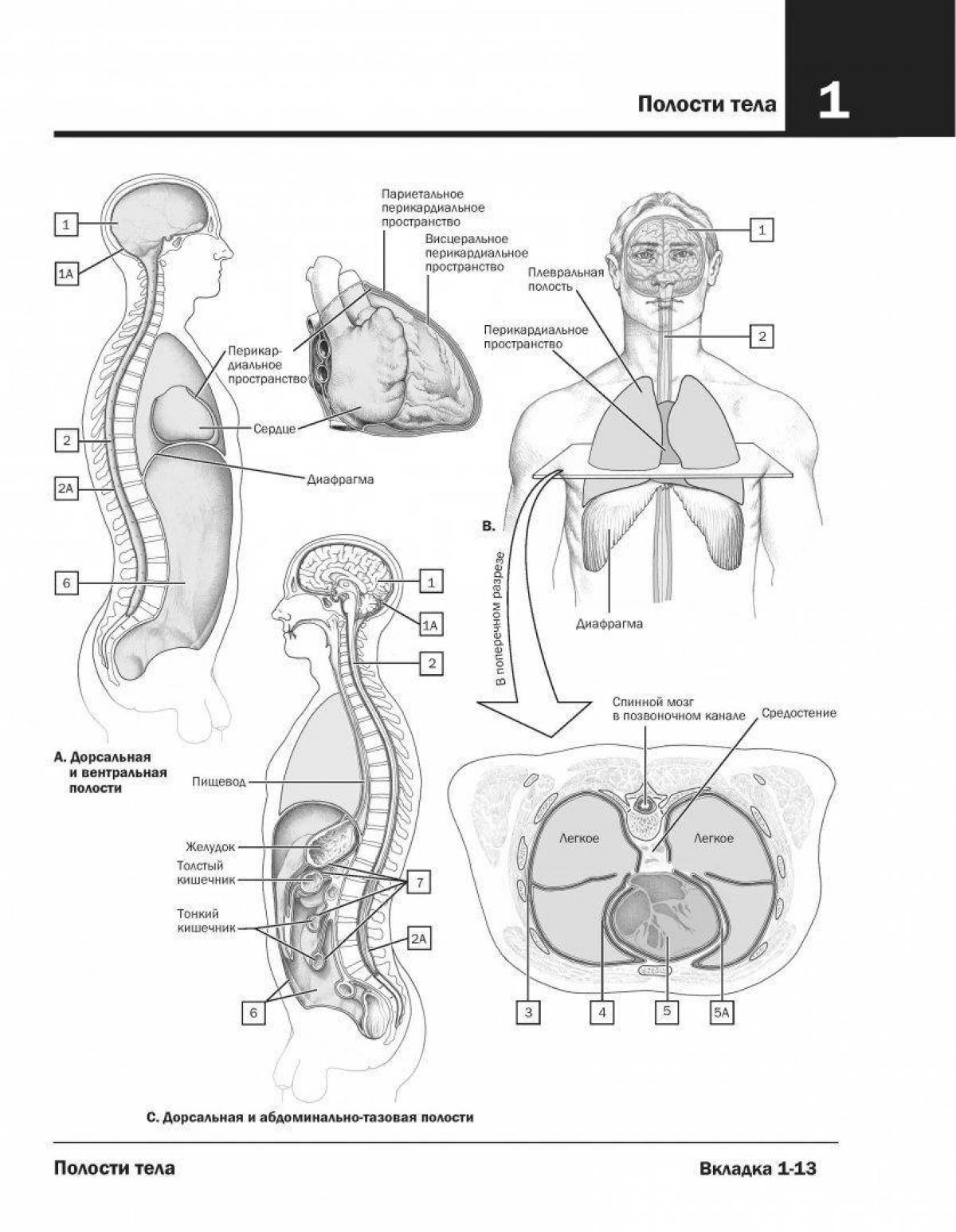Hypnotic netter anatomy atlas coloring page