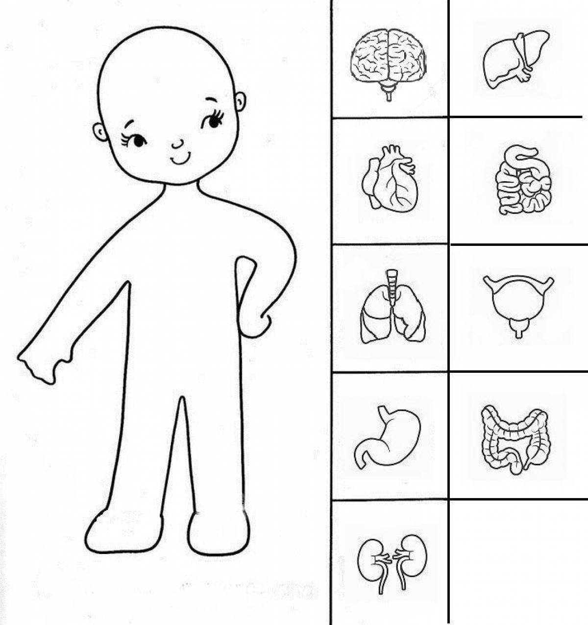 Части тела человека для детей #1