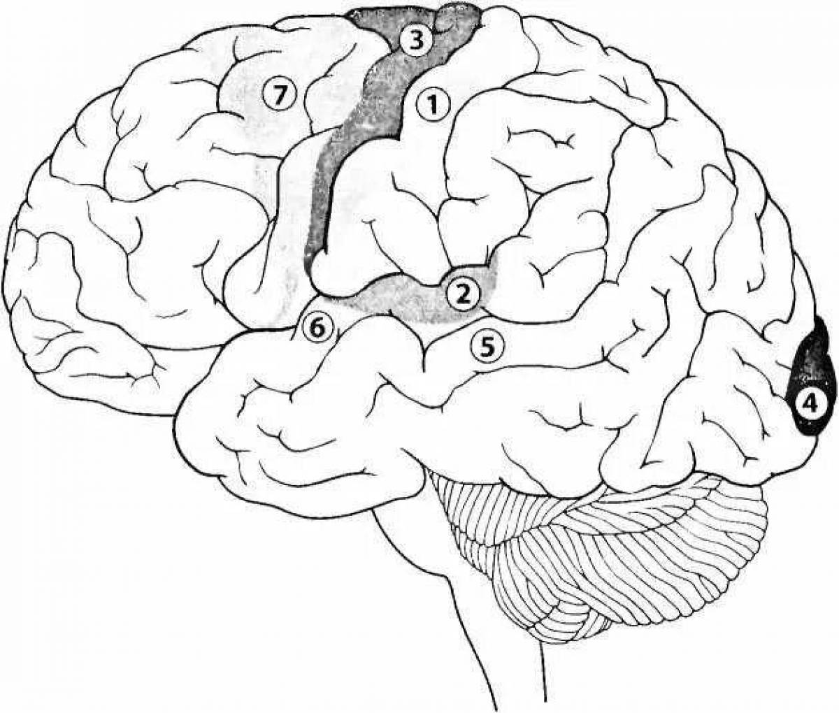 Головной мозг 4 класс. Мозг раскраска. Мозг рисунок. Головной мозг раскраска.