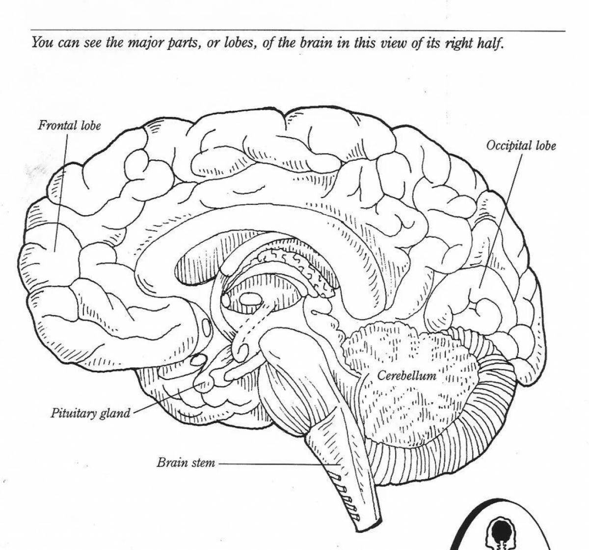 Good brain. Мозг человека раскраска. Головной мозг раскраска. Головной мозг человека рисунок. Мозг человека схема для раскрашивания.
