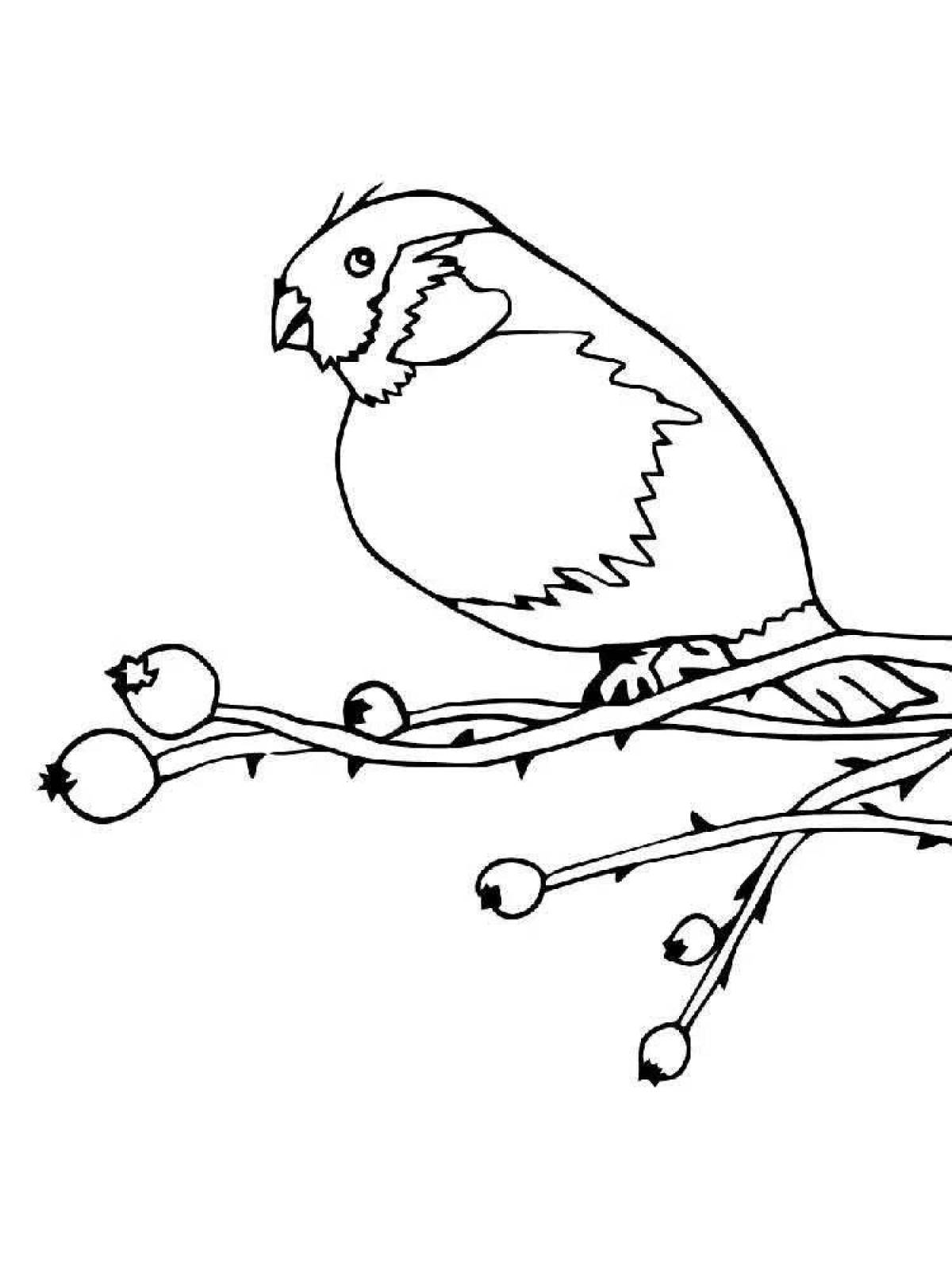 Exciting bullfinch coloring for kids