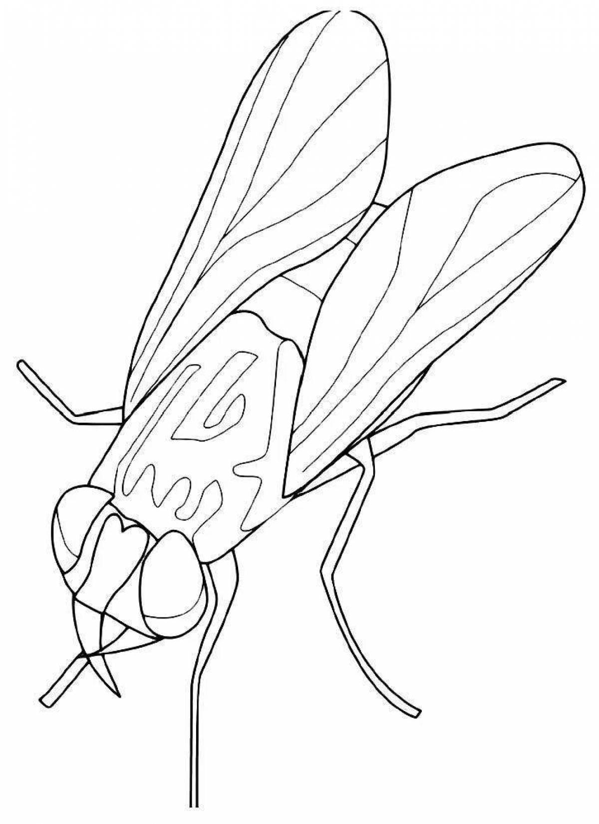 Shiny fly coloring book for kids