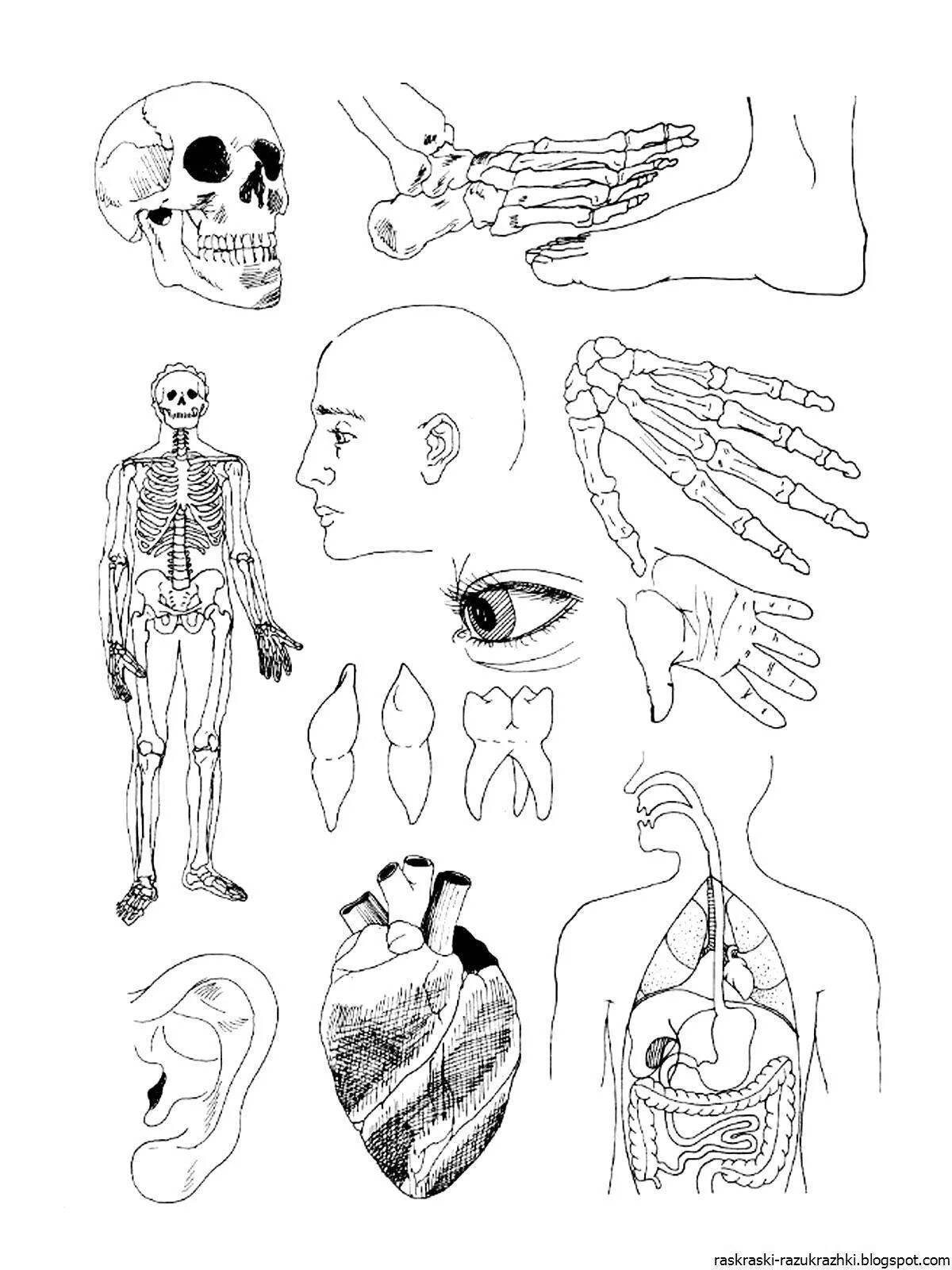 Органы человека рисовать