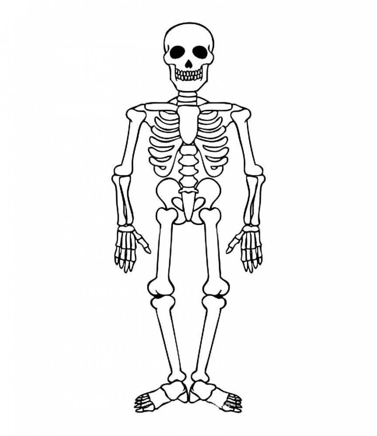 Скелет рисунок