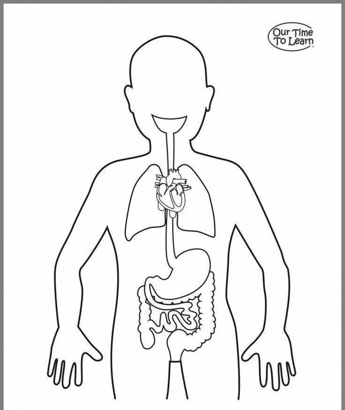 Color-frenzy coloring page human organs for preschoolers