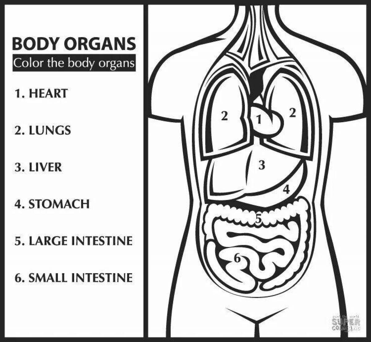 Color-frenzy coloring page human organs for children