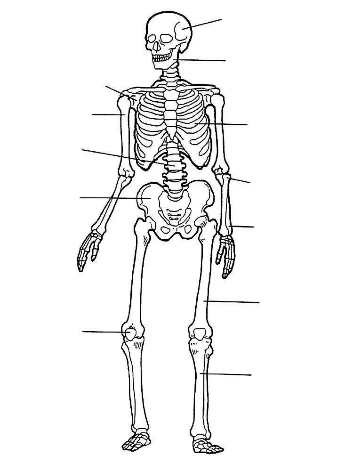 Замысловатая страница раскраски человеческого скелета