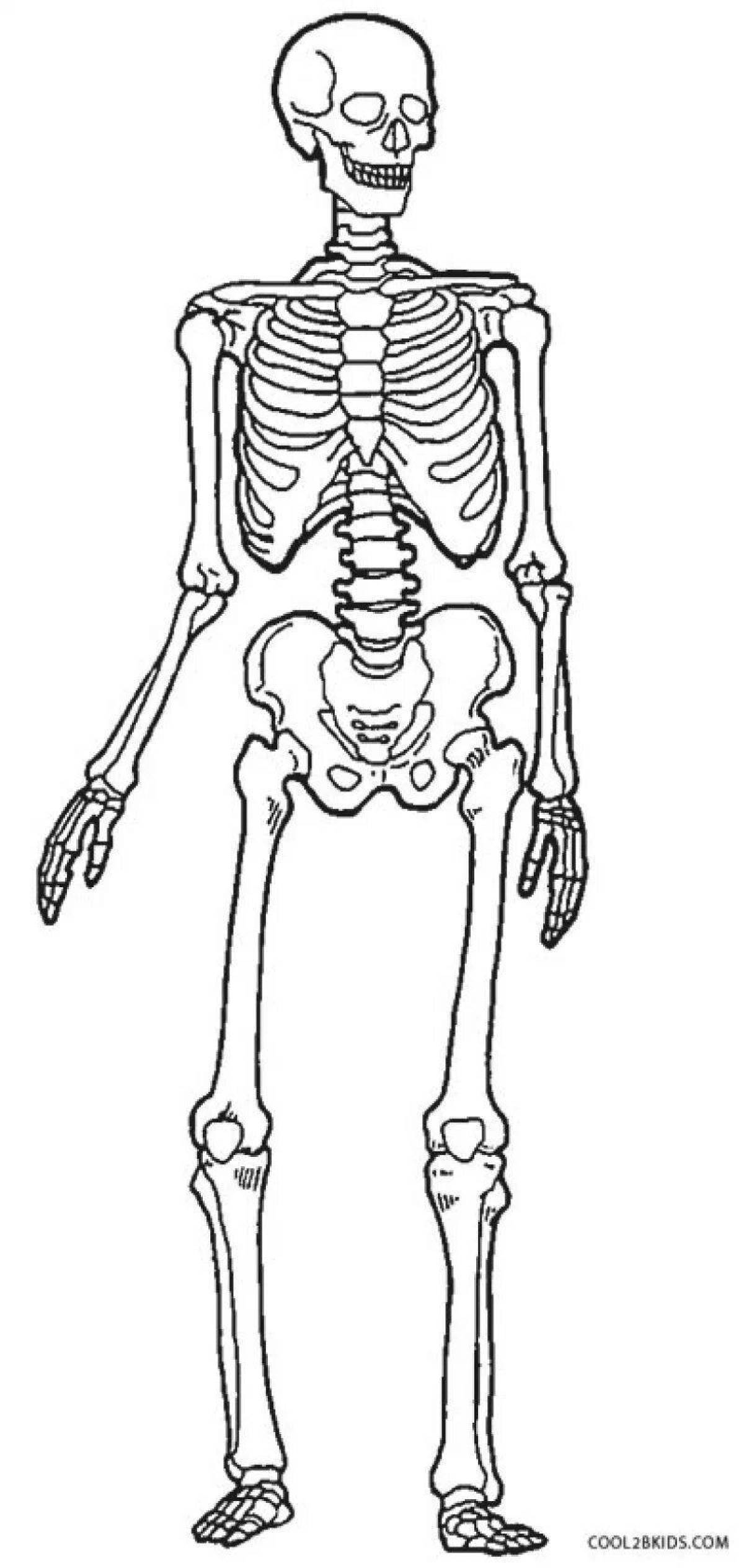 Увлекательная раскраска человеческого скелета