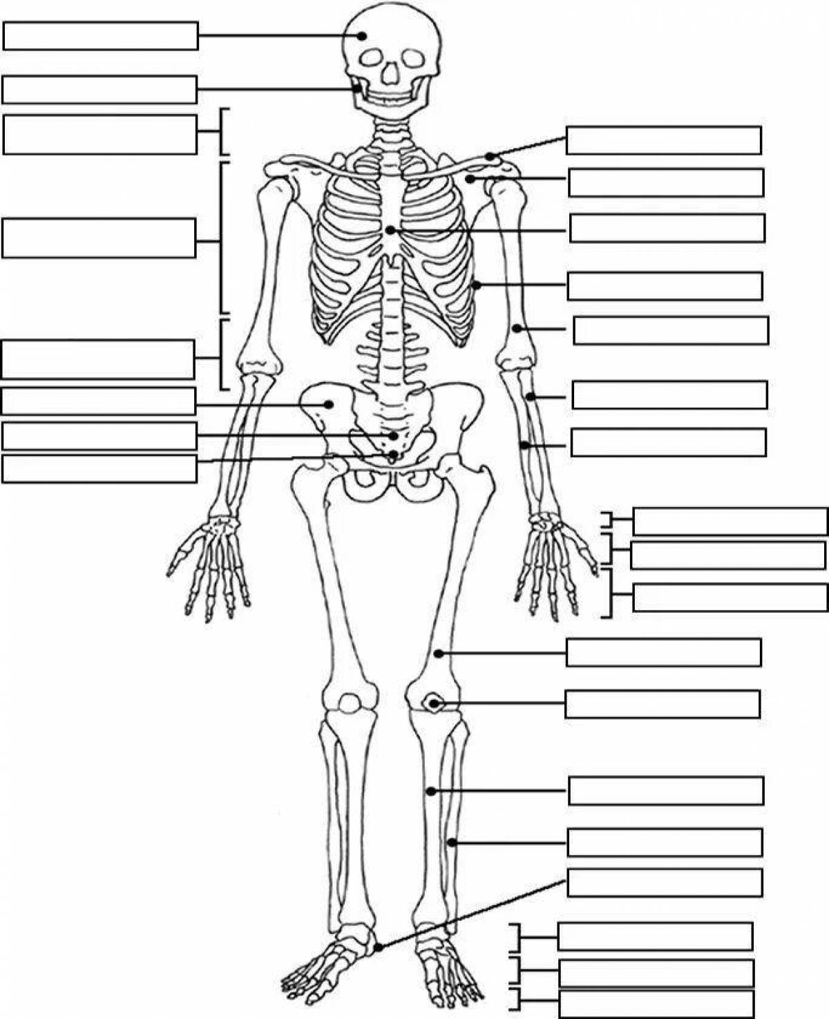 Скелет человека #4