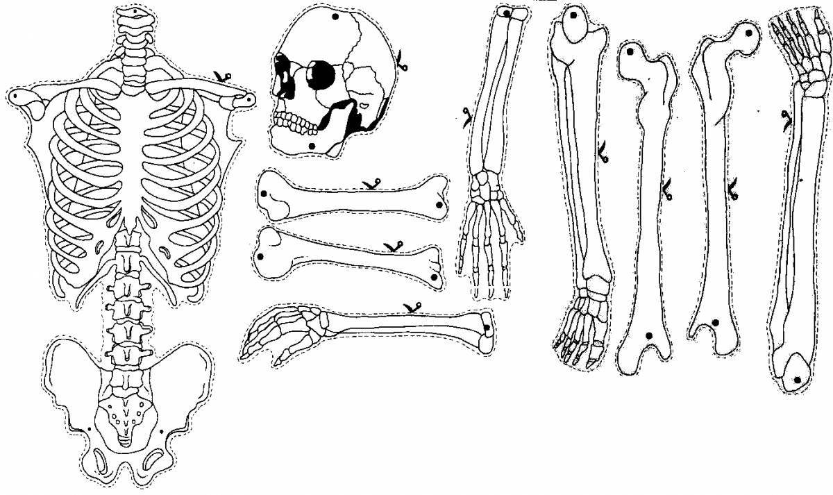 Human skeleton #7