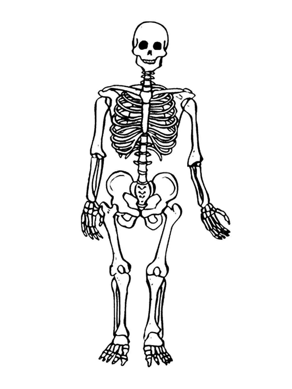 Скелет человека #11