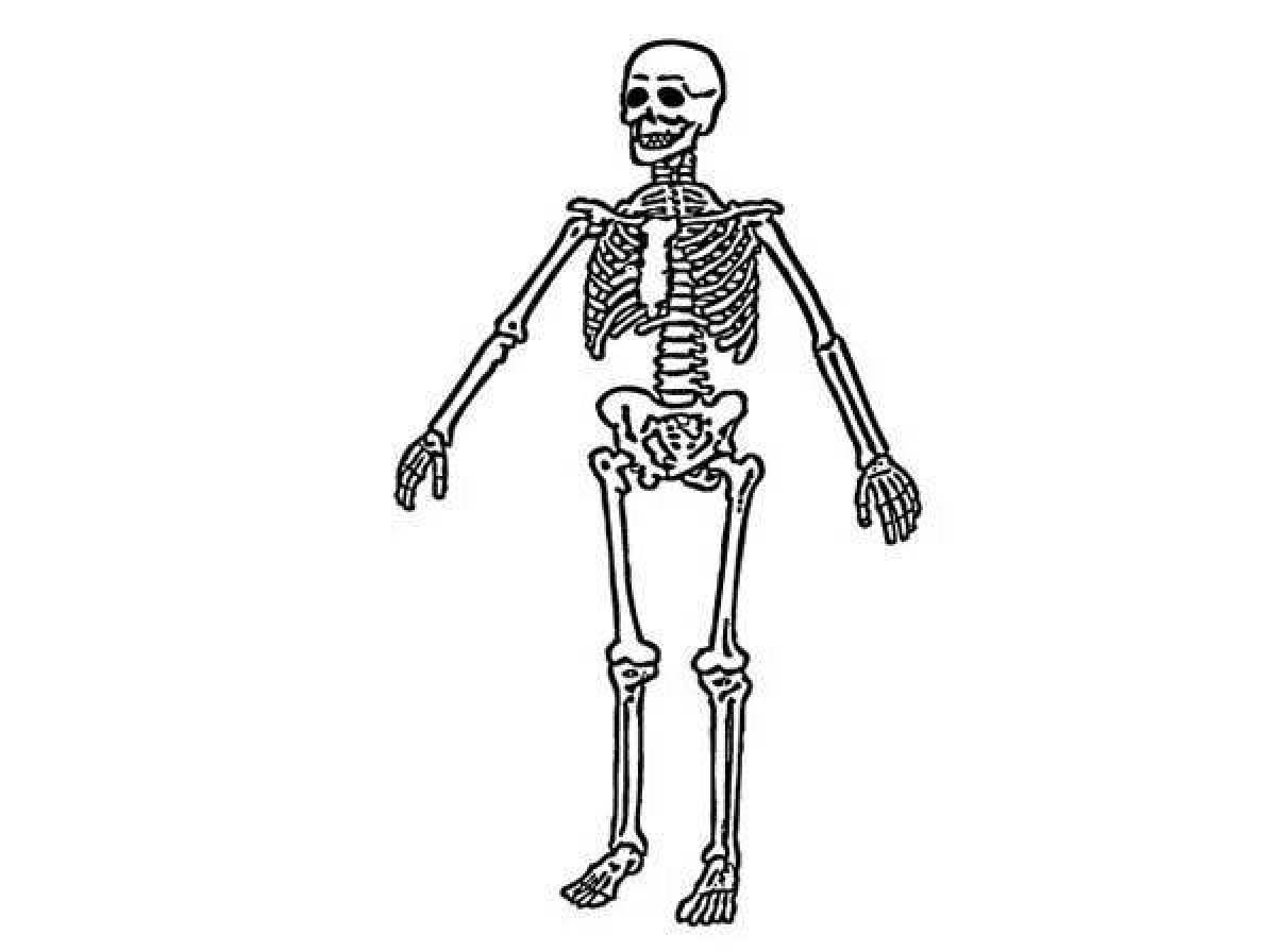 Скелет человека #12