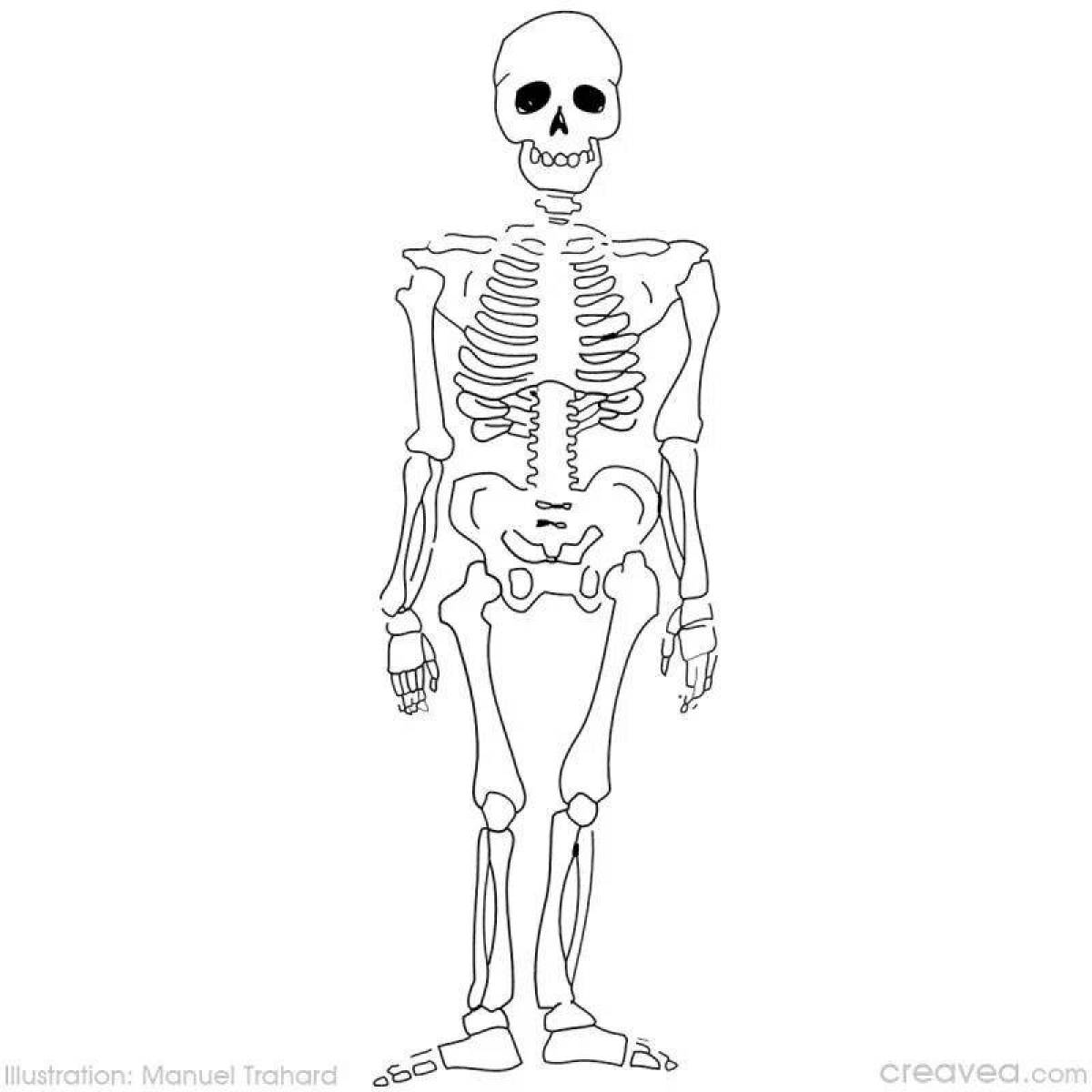Скелет человека #15