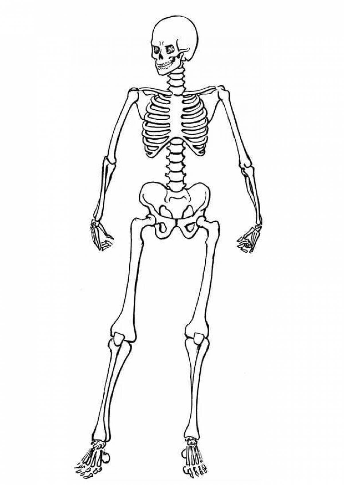 Human skeleton #17