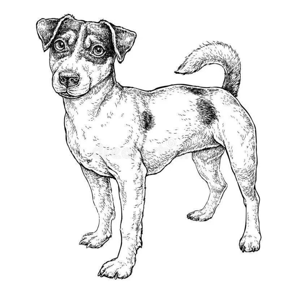 Colorful jack russell coloring book