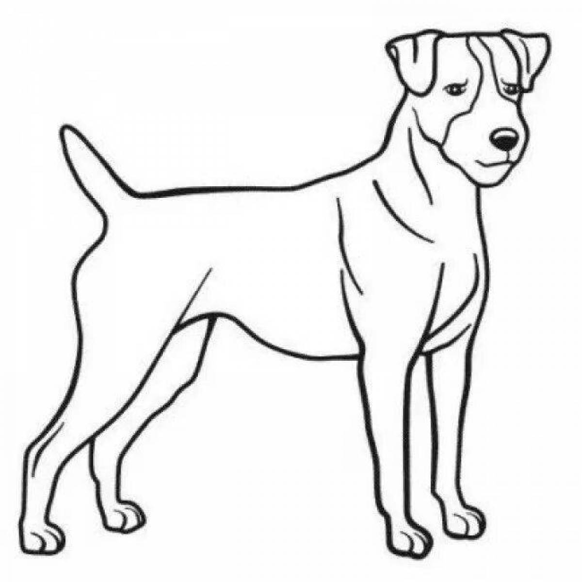Jack russell animated coloring page