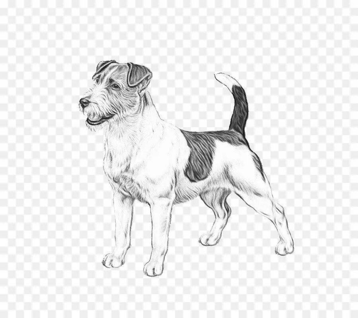 Coloring page energetic jack russell