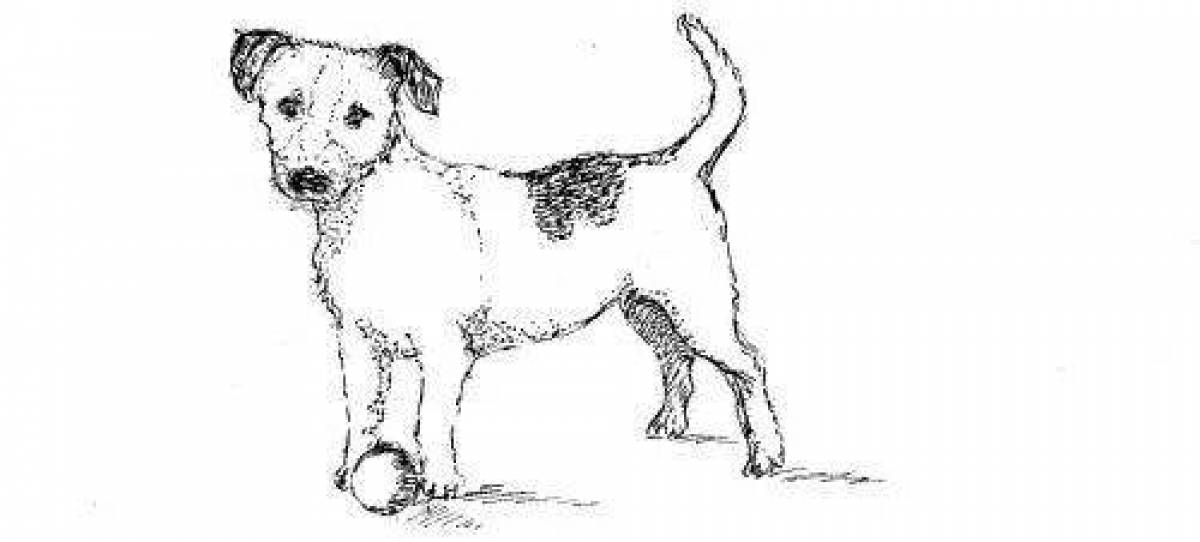 Coloring book intelligent jack russell