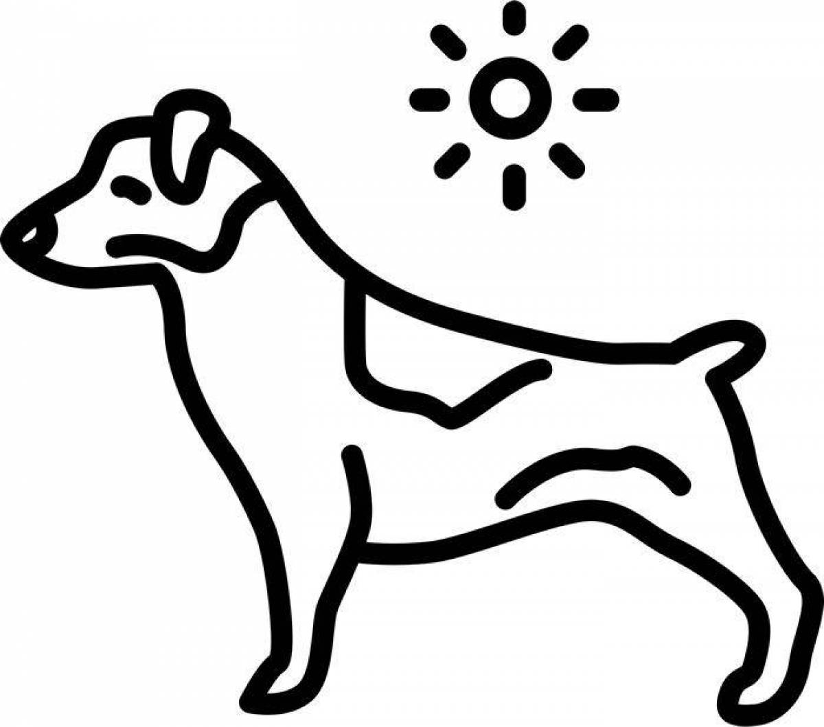 Careful jack russell coloring page