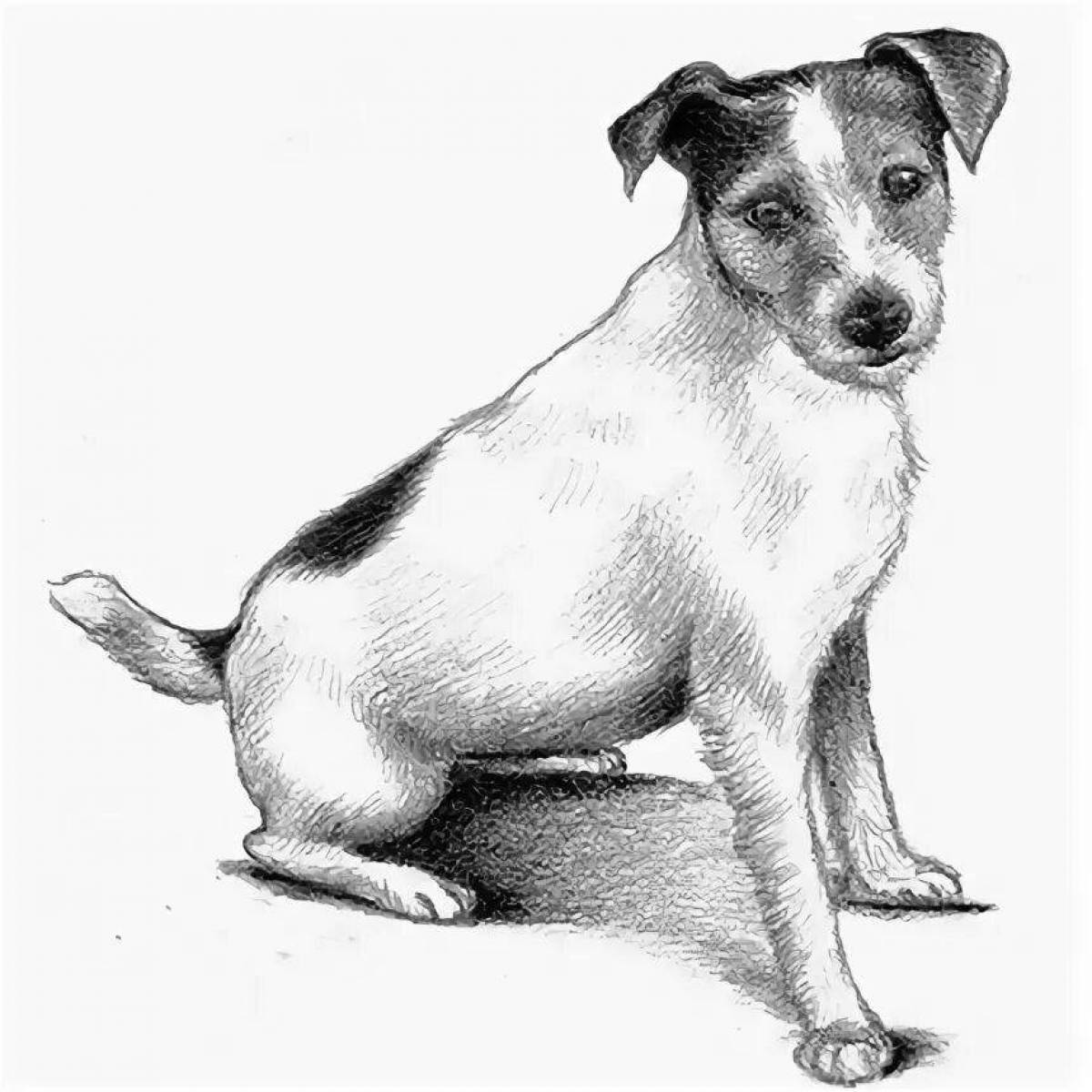 Coloring book fearless jack russell