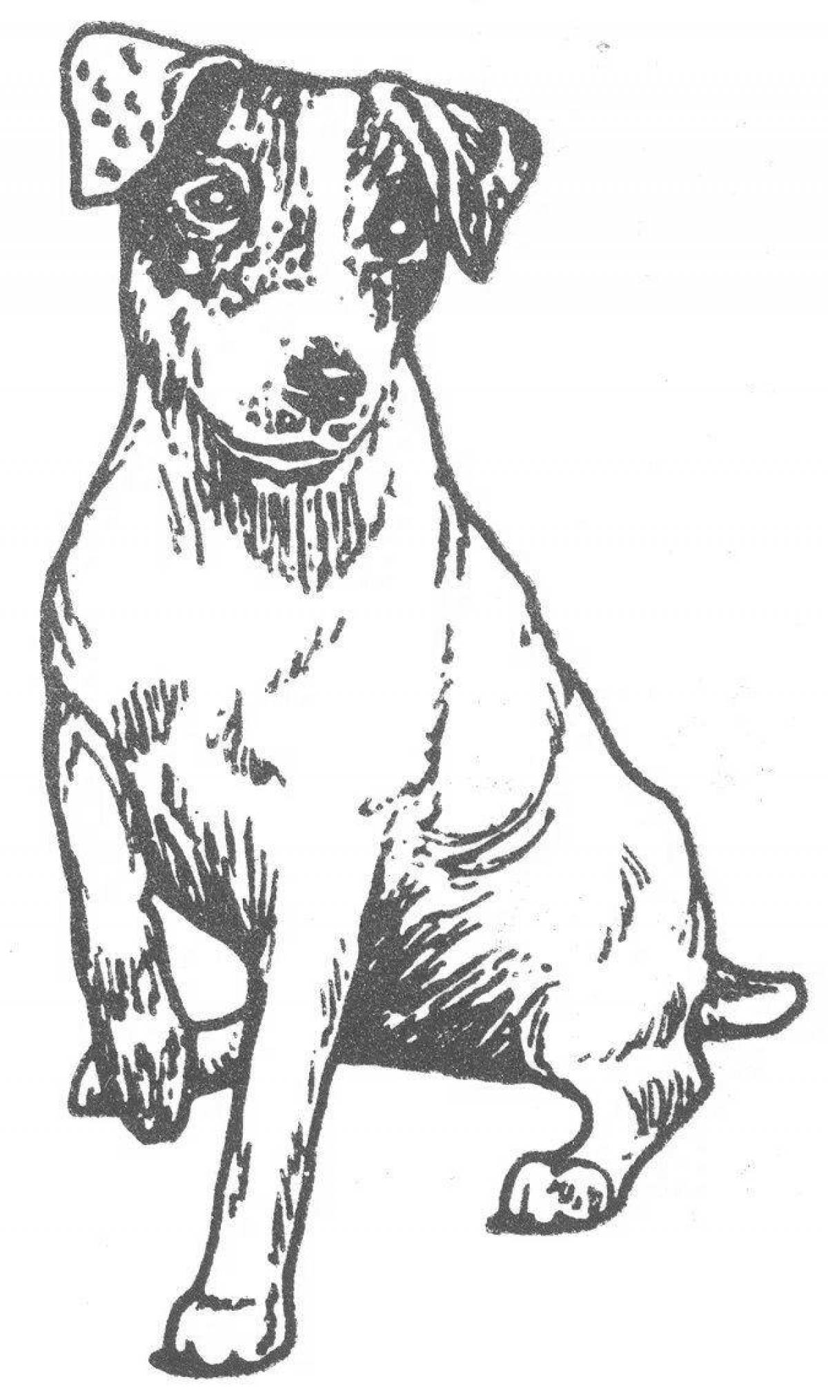Coloring book resolute jack russell