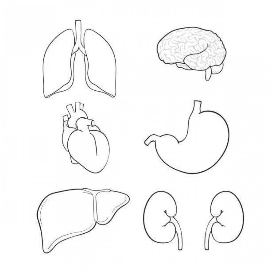 Как нарисовать органы человека