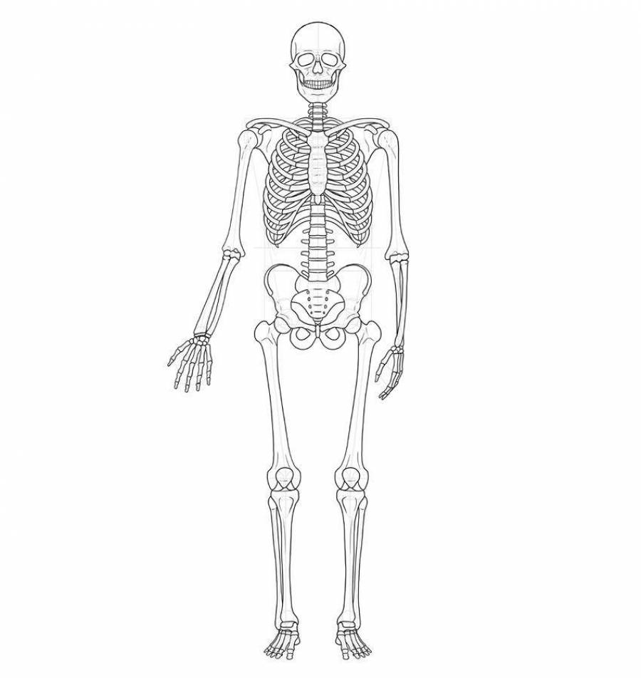 Скелет человека нарисо