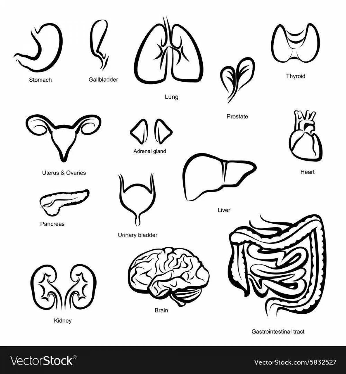 Органы человека рисовать