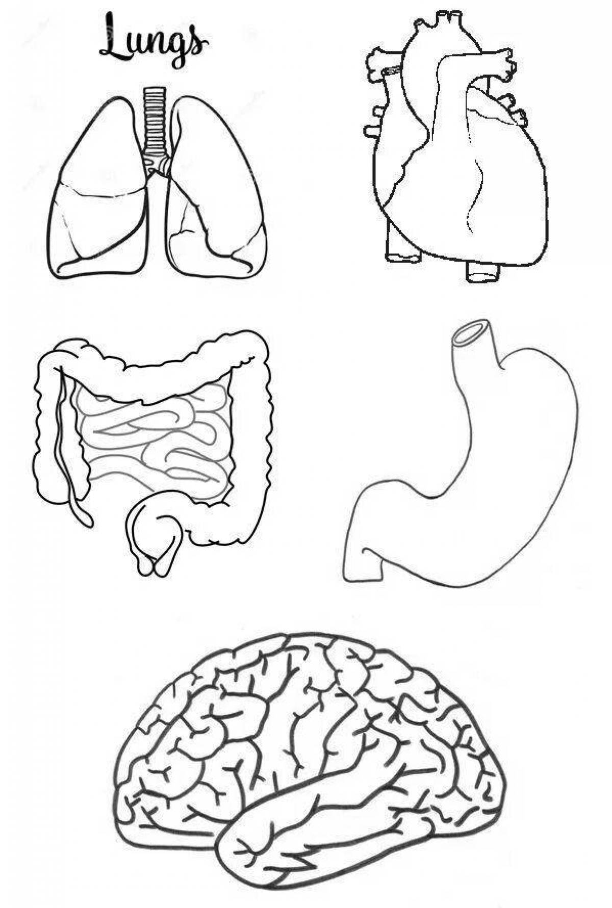 Яркая раскраска внутренних органов человека