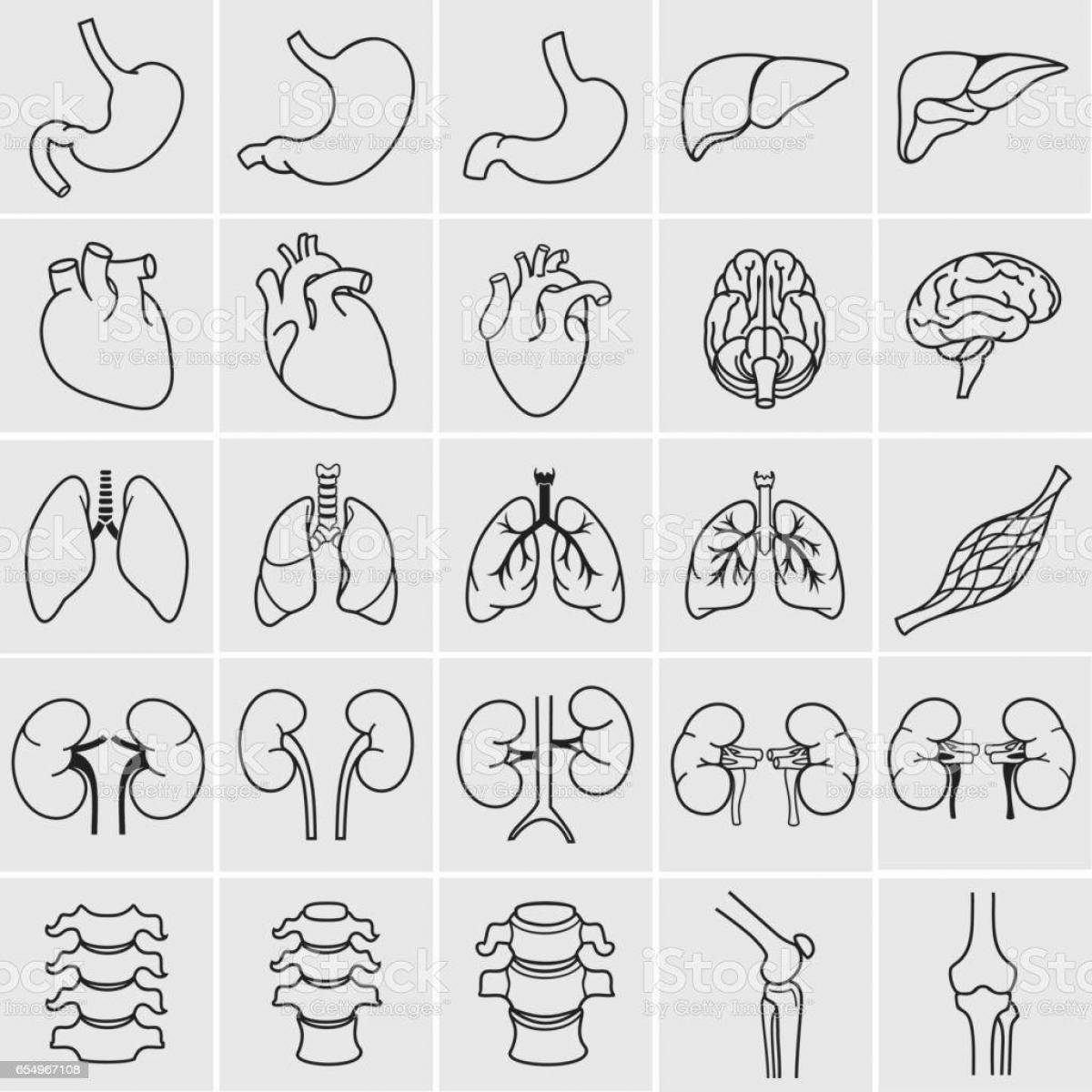 Animated coloring of human internal organs