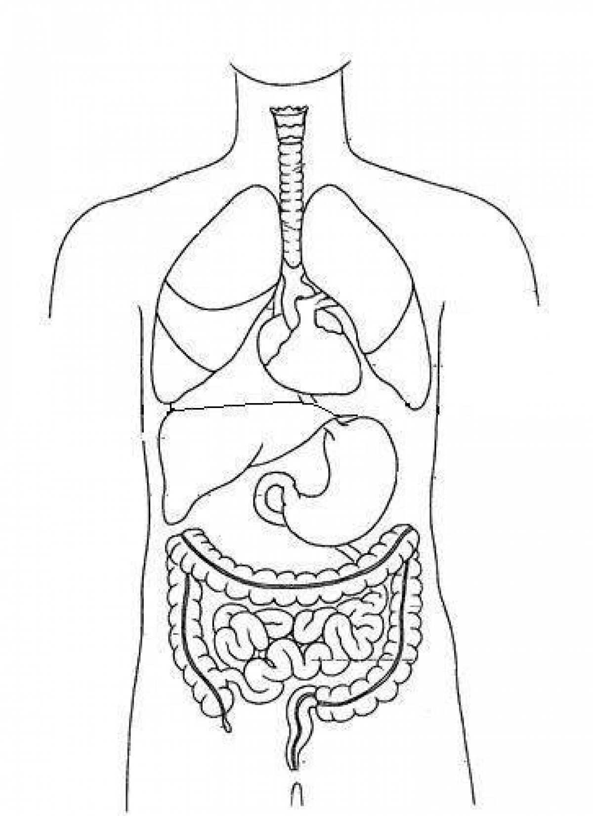 Human internal organs #5